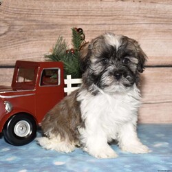 Holden/Havanese									Puppy/Male																/9 Weeks,Get ready to fall in love with this adorable Havanese puppy, Holden! With his friendly, spunky, and sweet personality, he’s sure to steal your heart in no time! Holden is up to date on all vaccinations and dewormer, making him perfectly healthy and ready for his forever home. Raised in a loving family environment, he’s incredibly well socialized and showered with affection. This little bundle of joy is AKC registered, microchipped, and comes with an amazing 1-year genetic health guarantee for your peace of mind. Both Mom and Dad are stunning and have the sweetest temperaments! Don’t miss your chance to meet your new fluffy best friend—call today! With Holden in your life, your days are about to get a whole lot brighter!