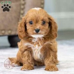 Bridget/Cavapoo									Puppy/Female														/9 Weeks,Bridget is a sweet little girl, parents are AKC registered as well as OFA and genetic tested to give our pups a happy healthy life. 