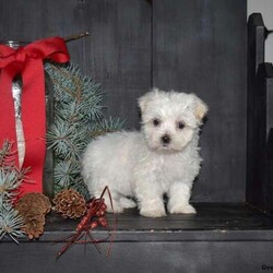 Holly/Maltese									Puppy/Female														/October 16th, 2024,Holly is an adorable Maltese puppy looking for her forever home! This cute, fluffy, and playful girl is family-raised with children and well-socialized, making her the perfect companion for any family. Holly has been vet-checked, up-to-date on vaccinations and dewormer, and comes with a 30-day health guarantee from the breeder. She is also ACA-registrable. If you’re ready to bring this darling puppy into your life, call the breeder today for more information!