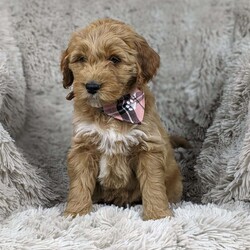 Amora/Mini Goldendoodle									Puppy/Female														/7 Weeks,Meet adorable Amora! She is one of our mini Goldendoodle puppies and comes pre-spoiled with all the extras. Her parents are both clear on their genetic screenings, and both parents are also AKC registered. Our puppies receive Early Neurological Stimulation (ENS) and are lovingly socialized from birth. Amora is up-to-date on vaccinations and dewormers, has had a comprehensive vet exam, and a 1-year genetic health guarantee. We have over twenty years of experience, so contact us today to learn how you can reserve this little girl for your very own! She’ll be ready to head to her forever home by the 23rd. and I may be able to arrange delivery before Christmas! Call for details. Zoom is also an option if you would like to meet her. 