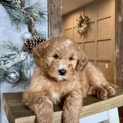 Bells/Mini Goldendoodle									Puppy/Male																/8 Weeks,Meet Bells an adorable little guy ready for his new home right before Christmas! His mother is the family pet and here for you to meet as well. Expected adult weight is 25 to 30 pounds. What’s not to love? Call or schedule a visit today