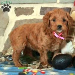 Fallon/Mini Goldendoodle									Puppy/Female														/October 29th, 2024,Fallon is a wonderful Miniature Goldendoodle puppy available to a forever family! This playful pup likes to have fun and will be a lovable addition to your home! Vet checked and up to date on shots and de-wormer, Fallon comes home with a health guarantee provided by the breeders. This sweetie is socialized and family raised with children, so she is ready to meet you! Contact Jake and Emma Riehl today for more information and to schedule a visit!