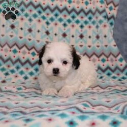 Quack/Teddy Bear									Puppy/Male																/7 Weeks,Here comes a playful F1 Shichon/Teddy Bear puppy who is already started on potty training and crate training!  This pup will be small as an adult since the parents were only 9lbs and 10lbs. This cutie is born to parents who are Genetically Tested for over 215 hereditary issues and their results show that this litter of puppies will not have any issues that will adversely affect their health. While other Shichons may suffer from health issues as they age, this pup has no predispositions to Bichon or Shih Tzu health concerns!  Each pup in this litter is up to date on shots and dewormer and vet checked! We offer the option for  a 1 Year Genetic Health Guarantee! This puppy can have ICA papers and be microchipped for an extra fee! 