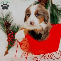 Kingo/Bernedoodle									Puppy/Male																/7 Weeks,Do you love Bernese Mountain dogs but struggle with the heavy shedding then take a look at this puppy. With their somewhat Poodle hair but Bernese happy personality they are sure to please.