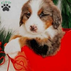 Kingo/Bernedoodle									Puppy/Male																/7 Weeks,Do you love Bernese Mountain dogs but struggle with the heavy shedding then take a look at this puppy. With their somewhat Poodle hair but Bernese happy personality they are sure to please.