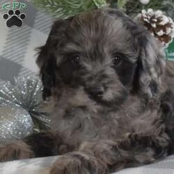 Star/Cavalier King Charles Mix									Puppy/Female														/October 24th, 2024,Meet Star, an adorable Cavalier King Charles Mix puppy who’s ready to steal your heart! This sweet little girl is family-raised with children, well-socialized, and loves to be around people. Star is vet-checked, up to date on shots and wormer, and comes with a 30-day health guarantee provided by the breeder. With her cute, pretty coat and striking color, plus her friendly and playful personality, Star is sure to be the perfect addition to any home. If you’re interested in bringing this lovable pup into your family, call the breeder today!