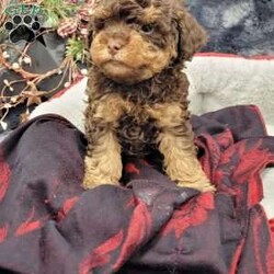 Rocky/Cavapoo									Puppy/Male																/October 26th, 2024,Rocky is a very playful humorous puppy that loves attention!! Rocky is vet checked registered and healthy! Come meet Rocky today! Contact Travis Zimmerman East Earl Pa #2459 Delivery availabile!