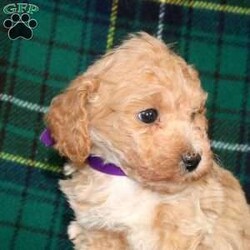 Luke/Bich-Poo									Puppy/Male																/7 Weeks,This cute and curly boy is Luke, he is a sweet Bich-Poo puppy. He is being family raised and is well-socialized, making him the perfect choice to bring home with you. Luke is vet checked and up to date on shots & wormer plus the breeder provides a 30 day health guarantee for him. And, his mother, Snowball is available to meet. To learn more about Luke and schedule a visit, call the breeder today!