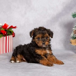Tiny Tinsel/Yorkie Poo									Puppy/Female														/7 Weeks,Sometimes the best presents come in the smallest packages…like Tiny Tinsel! This little sweetheart is so tiny but soooo sweet!