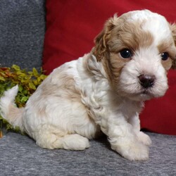 Rosco/Cavapoo									Puppy/Male																/5 Weeks,Hi, im a Cavapoo puppy. I am looking forward to meeting you! I am up to date with my immunizations, my wormer medications, and I have a Micro-chip so that I can be easily identified if I ever become lost!