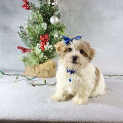 Liam/Havanese									Puppy/Male																/12 Weeks,Meet Liam, a gorgeous little brown and white Havanese male puppy. With his charming personality and playful nature, Liam is sure to steal your heart. This little guy is not just a pet; he’s an instant companion who will grace your home with joy and love.