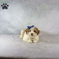 Liam/Havanese									Puppy/Male																/12 Weeks,Meet Liam, a gorgeous little brown and white Havanese male puppy. With his charming personality and playful nature, Liam is sure to steal your heart. This little guy is not just a pet; he’s an instant companion who will grace your home with joy and love.