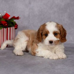 Carol/Cavapoo									Puppy/Female														/7 Weeks,A puppy for Christmas?….yes, please! Give someone (or yourself) a gift of love this year. With these little guys your life will be filled with hours of puppy snuggles and lots of puppy kisses.