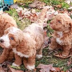 Dasher/Mini Labradoodle									Puppy/Male																/6 Weeks,They are going to be about 25lbs. They are extremely adorable! The puppies will come with their first set of shots and vet checked. Let me know if you have any questions.