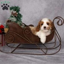 Carol/Cavapoo									Puppy/Female														/7 Weeks,A puppy for Christmas?….yes, please! Give someone (or yourself) a gift of love this year. With these little guys your life will be filled with hours of puppy snuggles and lots of puppy kisses.