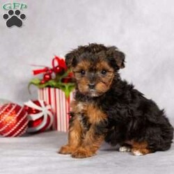 Tiny Tinsel/Yorkie Poo									Puppy/Female														/7 Weeks,Sometimes the best presents come in the smallest packages…like Tiny Tinsel! This little sweetheart is so tiny but soooo sweet!