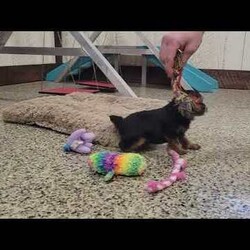 Tiny Tinsel/Yorkie Poo									Puppy/Female														/7 Weeks,Sometimes the best presents come in the smallest packages…like Tiny Tinsel! This little sweetheart is so tiny but soooo sweet!