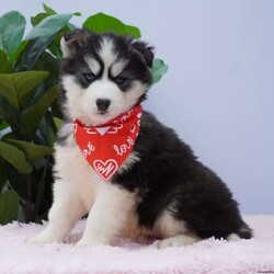 Kira/Siberian Husky									Puppy/Female														/9 Weeks