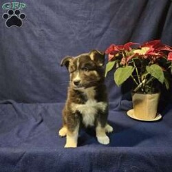 Glory/Siberian Husky Mix									Puppy/Female														/October 28th, 2024,Please meet Glory! She is a Siberian Husky and Australian Shepherd mix, family raised and very well socialized. Both of the parents are our family pets, our children spend every evening after school playing with these puppies. She is fully dewormed, vaccinated and vet checked.