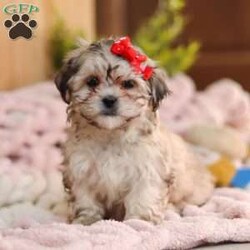 Layla/Teddy Bear									Puppy/Female														/10 Weeks,Meet Layla, the adorable Teddy Bear puppy who is ready to steal your heart with her fluffy coat and sweet, endearing personality. This little girl has been vet-checked, is up to date on all her vaccines and wormers, and comes microchipped for added peace of mind. We also provide a 30-day health guarantee with our puppies.