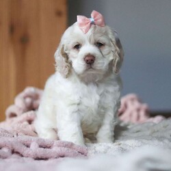 Annie/Cocker Spaniel									Puppy/Female														/8 Weeks,Meet Annie, the most adorable little AKC Cocker Spaniel you will ever meet! This cute little baby has the most luscious hair coat and the most darling features of a Cocker Spaniel. She is ready to take on the world with her forever family by her side. Her knack for bringing smiles to the faces of everyone she meets has ensured that she has received endless love and attention since birth. This has allowed her to become highly socialized and very adaptable. When she joins you and your family, she will have no trouble adjusting to you and your lifestyle.