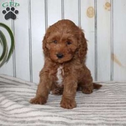 Riley/Cavapoo									Puppy/Female														/November 11th, 2024,Searching for an F1b Cavapoo puppy? This adorable little Cavapoo is smaller, more hypoallergenic, and smarter than your average Cavapoo because there is more Mini Poodle in this specific litter than Cavalier. This puppy is already used to being inside the house with a family and will have a smooth transition from our family to yours. The mother is a family pet and her puppies will be very fun to train! Each pup comes up to date on shots and dewormer and vet checked! If you are interested in adding one of our Cavapoos to your home contact us today! 