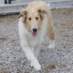 Jina/Collie/Female/20 weeks