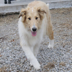 Adopt a dog:Jina/Collie/Female/20 weeks,Whoever said diamonds, cars or trucks are a person’s best friend, clearly never had a dog. Have you had a dog before? Will I be your first? Or will I just be the next dog that takes a part of your heart and gives you all of mine? Either way, I cannot wait to meet you in person and spend my days being spoiled, played with, cuddled, and showed off. I can safely say, I love being your best friend already!