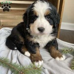 Stella/Bernese Mountain Dog									Puppy/Female														/November 18th, 2024,Meet Stella! She is an adorable, fun loving Bernese mountain Dog puppy! This sweetheart loves to cuddle and play! Stella is family raised and is excellent with children! Stella is AKC registered, up to date on shots, dewormed and vet checked. Contact me today with any questions or to schedule a time to meet Stella.