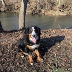 Stella/Bernese Mountain Dog									Puppy/Female														/November 18th, 2024,Meet Stella! She is an adorable, fun loving Bernese mountain Dog puppy! This sweetheart loves to cuddle and play! Stella is family raised and is excellent with children! Stella is AKC registered, up to date on shots, dewormed and vet checked. Contact me today with any questions or to schedule a time to meet Stella.