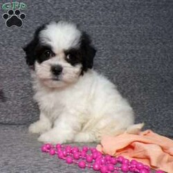 Tracy/Teddy Bear									Puppy/Female														/9 Weeks,Hi, im a Teddybear puppy. I am looking forward to meeting you! I am up to date with my immunizations, my wormer medications, and I have a Micro-chip so that I can be easily identified if I ever become lost! 