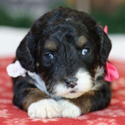 Adopt a dog:Sasha/Bernedoodle/Female/5 weeks,Well, hello there! I am a little heartthrob. I’ve been told that I am extremely playful and peppy, loads of fun, personable, oh and I like to be spoiled. I am excited and ready to pack my bags for all the impromptu walks we will have together. Trust me! You need me in your life, as much as I need you in mine. Will you take me home with you? Then call now, before someone else does.