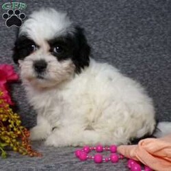 Tracy/Teddy Bear									Puppy/Female														/9 Weeks,Hi, im a Teddybear puppy. I am looking forward to meeting you! I am up to date with my immunizations, my wormer medications, and I have a Micro-chip so that I can be easily identified if I ever become lost! 