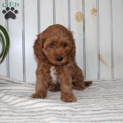 Riley/Cavapoo									Puppy/Female														/November 11th, 2024,Searching for an F1b Cavapoo puppy? This adorable little Cavapoo is smaller, more hypoallergenic, and smarter than your average Cavapoo because there is more Mini Poodle in this specific litter than Cavalier. This puppy is already used to being inside the house with a family and will have a smooth transition from our family to yours. The mother is a family pet and her puppies will be very fun to train! Each pup comes up to date on shots and dewormer and vet checked! If you are interested in adding one of our Cavapoos to your home contact us today! 