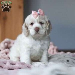 Annie/Cocker Spaniel									Puppy/Female														/8 Weeks,Meet Annie, the most adorable little AKC Cocker Spaniel you will ever meet! This cute little baby has the most luscious hair coat and the most darling features of a Cocker Spaniel. She is ready to take on the world with her forever family by her side. Her knack for bringing smiles to the faces of everyone she meets has ensured that she has received endless love and attention since birth. This has allowed her to become highly socialized and very adaptable. When she joins you and your family, she will have no trouble adjusting to you and your lifestyle.