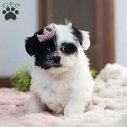 Quinn/Teddy Bear									Puppy/Female														/10 Weeks,Meet Quinn, a lovable Teddy Bear puppy with a heart full of charm! She is the perfect mix of fluff and fun, with a delightful personality that will melt your heart. She is not just adorable but also has a fantastic temperament, ready to be your new snuggle buddy or playful companion.