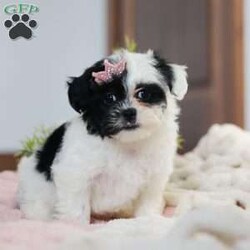 Quinn/Teddy Bear									Puppy/Female														/10 Weeks,Meet Quinn, a lovable Teddy Bear puppy with a heart full of charm! She is the perfect mix of fluff and fun, with a delightful personality that will melt your heart. She is not just adorable but also has a fantastic temperament, ready to be your new snuggle buddy or playful companion.