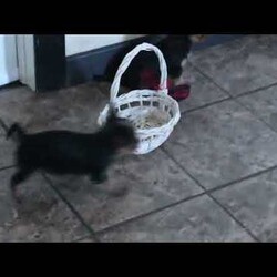 Holly/Yorkie									Puppy/Female														/10 Weeks,Holly is a sweet Yorkie puppy that is well-socialized and ready for her forever home. She is being family raised with children, making her the perfect choice to be the next addition to anyone’s family. This playful gal is vet checked and up to date on shots & wormer plus the breeder provides a 30 day health guarantee for her. To learn more about this precious pup, call the breeder today!