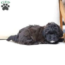 Winston/Shih-Poo									Puppy/Male																/8 Weeks,To contact the breeder about this puppy, click on the “View Breeder Info” tab above.