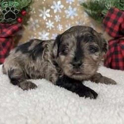 Snickers/Shih-Poo									Puppy/Male																/6 Weeks,Hey there, My name is Snickers! I am a very cute male Merle Shihpoo puppy! I was born on November 25th, 2024. I am such a sweet boy! I am looking for my new family, could that be with you? If you choose me I will come home to you vet checked with my vaccinations and deworming up to date, and I will also be microchipped. If you think that I would make the perfect little addition to your family, then please call or text to find out more information about me!