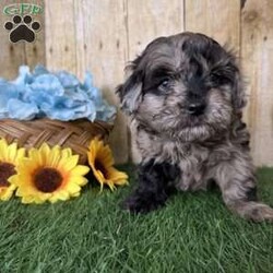 Snickers/Shih-Poo									Puppy/Male																/6 Weeks,Hey there, My name is Snickers! I am a very cute male Merle Shihpoo puppy! I was born on November 25th, 2024. I am such a sweet boy! I am looking for my new family, could that be with you? If you choose me I will come home to you vet checked with my vaccinations and deworming up to date, and I will also be microchipped. If you think that I would make the perfect little addition to your family, then please call or text to find out more information about me!