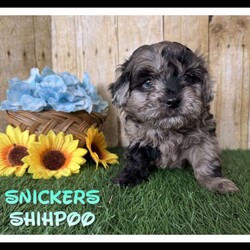 Snickers/Shih-Poo									Puppy/Male																/6 Weeks,Hey there, My name is Snickers! I am a very cute male Merle Shihpoo puppy! I was born on November 25th, 2024. I am such a sweet boy! I am looking for my new family, could that be with you? If you choose me I will come home to you vet checked with my vaccinations and deworming up to date, and I will also be microchipped. If you think that I would make the perfect little addition to your family, then please call or text to find out more information about me!