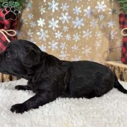 Bronco/Shih-Poo									Puppy/Male																/5 Weeks,Hey there, My name is Bronco! I am a very cute male Black Shihpoo puppy! I was born on December 1st, 2024. I am such a sweet boy! I am looking for my new family, could that be with you? If you choose me I will come home to you vet checked with my vaccinations and deworming up to date, and I will also be microchipped. If you think that I would make the perfect little addition to your family, then please call or text to find out more information about me!