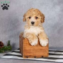 Alani/Bich-Poo									Puppy/Female														/8 Weeks,Meet sweet little Alani! This fluffly little sweetheart is looking for her furever home and would make the perfect little companion for you. Her friendly little way and loving personality would brighten many days for you!