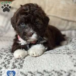 LATTE/Portuguese Water Dog									Puppy/Female														/5 Weeks,
