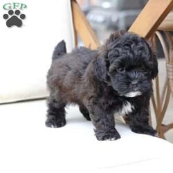 Winston/Shih-Poo									Puppy/Male																/8 Weeks,To contact the breeder about this puppy, click on the “View Breeder Info” tab above.