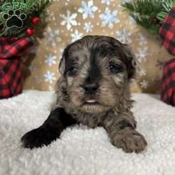 Snickers/Shih-Poo									Puppy/Male																/6 Weeks,Hey there, My name is Snickers! I am a very cute male Merle Shihpoo puppy! I was born on November 25th, 2024. I am such a sweet boy! I am looking for my new family, could that be with you? If you choose me I will come home to you vet checked with my vaccinations and deworming up to date, and I will also be microchipped. If you think that I would make the perfect little addition to your family, then please call or text to find out more information about me!