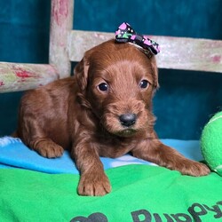 Adopt a dog:Anna/Goldendoodle/Female/3 weeks,I'm Anna! It's very nice to meet you. Are you looking for a lifelong companion? Look no further. I am here and just perfect for you. Trust me! I am very loyal, and I can make you smile with just the way I wag my tail. I have a wonderful disposition. Oh! Did I mention that I'm as healthy as can be? Oh, silly me! I'm up to date on my vaccinations and vet checked from head to tail. I bet you are excited now, aren't you? Well, choose me today!