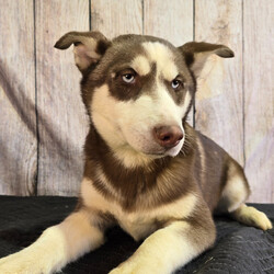 Adopt a dog:Tango/Siberian Husky/Male/21 weeks,Look into my eyes! How can you resist such beauty? I will be the best friend you ever had. I will arrive up to date on my vaccinations and vet checked from head to tail. And I will be the happy, healthy puppy you have always dreamed of. I like to go for daily walks for my routine exercise. A cutie like me has to stay healthy, and besides you’ll look great next to me! I enjoy getting my tummy and ears rubbed. You won’t regret picking me. I always stay out of trouble, and I have that cute, little puppy face that will let me get away with anything. Wouldn’t you love to bring me home? My healthy habits will surely rub off on you. We will be unstoppable! Puppy kisses are waiting, but I charge a belly rub for each!