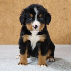 Adopt a dog:Watson/Bernese Mountain Dog/Male/5 weeks,Hello! My name is Watson, and I'm super excited to meet you! I cannot wait to join your family and go on adventures with you. I love to play. I also like to snuggle up next to you for a quiet nap, especially on those rainy days. I come up to date on vaccinations and vet checked, so I will be healthy, happy, and ready to come to my FUR-ever home! So, go ahead and pick me for a lifetime of puppy kisses and love. Don’t wait!